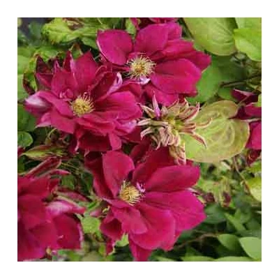 Clematis 'Red Star' – Iszalag (bíborpiros, szimpla)