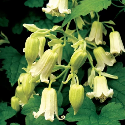 Clematis rehderiana – Iszalag