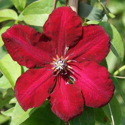 Clematis 'Solidarnosc' – Iszalag