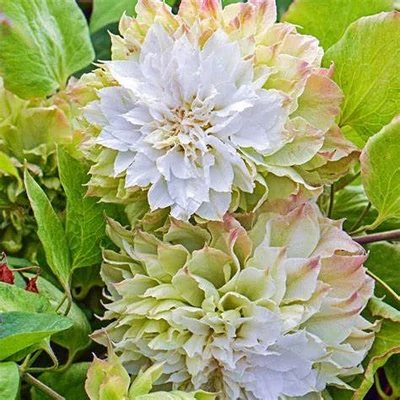 Clematis speziale 'Midori' – Iszalag