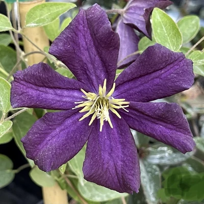 Clematis speziale 'Romantika' – Iszalag