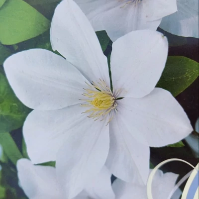Clematis 'Sweet Morning' – Iszalag