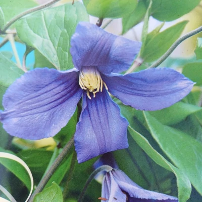 Clematis 'Sweet Wave' – Iszalag