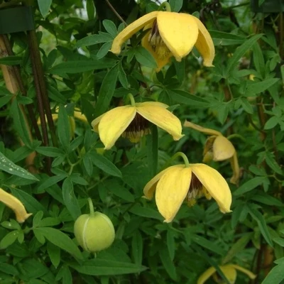 Clematis tangutica 'Orange Peel' (syn.: 'Last Dance') – Mongol iszalag
