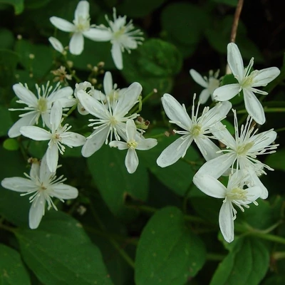 Clematis terniflora – Iszalag
