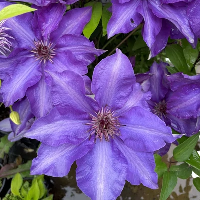 Clematis 'The President' - Kék iszalag