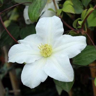 Clematis 'Toki' – Iszalag