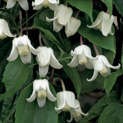 Clematis 'Winter Beauty' – Iszalag