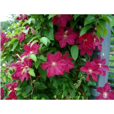 Clematis 'Ernest Markham' - Bíborvörös iszalag