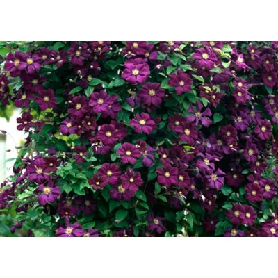 Clematis 'Etoile Violette' - Mélylila iszalag