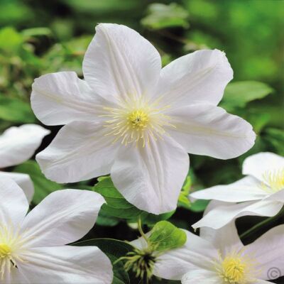 Clematis 'Mad Lecoultre' - Fehér iszalag