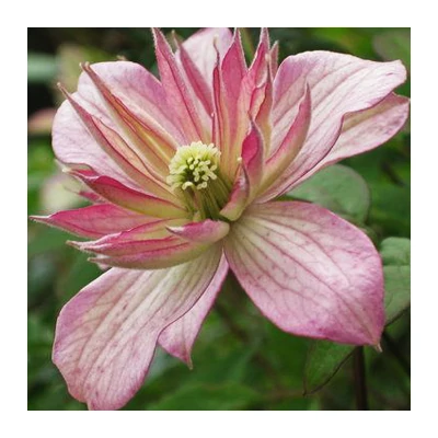 Clematis 'Marjorie' – Iszalag (barackszínű virágú)