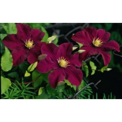 Clematis 'Warsaw Nike' - Sötétlila iszalag