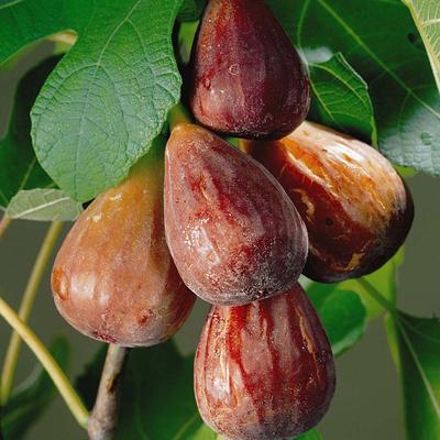 Ficus carica 'Brown Turkey' - Füge