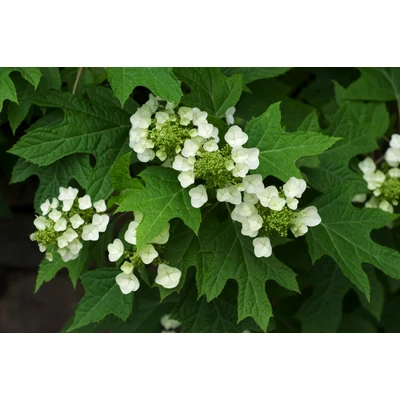 Hydrangea quercifolia - Tölgylevelű hortenzia