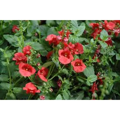 Diascia 'Juliet' - Kanálajak