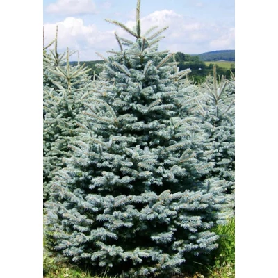 Ezüstfenyő karácsonyfa - Picea pungens 'Glauca' (konténeres)