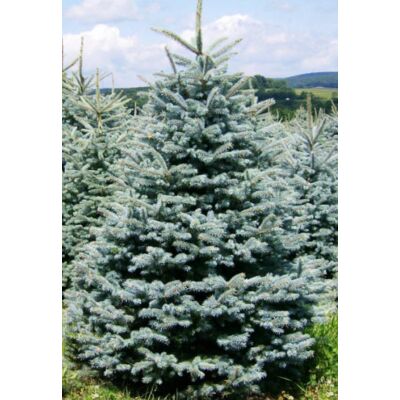 Ezüstfenyő karácsonyfa - Picea pungens 'Glauca' (konténeres)