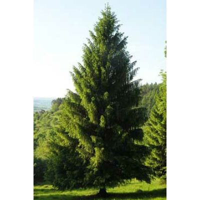 Picea abies - Lucfenyő