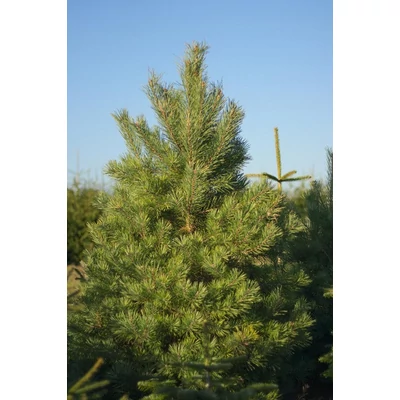 Pinus sylvestris - Erdei fenyő (konténeres)