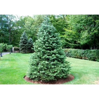 Abies concolor - Kolorádói jegenyefenyő (vágott)
