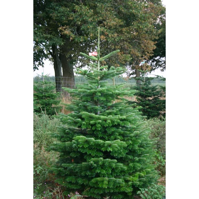 Nordmann karácsonyfa - Abies nordmanniana (vágott)