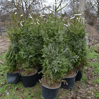 Szerb lucfenyő karácsonyfa – Picea omorika (konténeres)