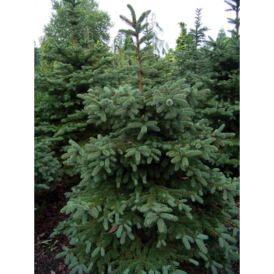 Picea pungens - Ezüstfenyő