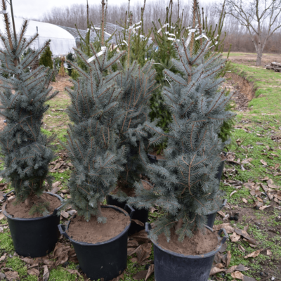 Picea pungens 'Edith' – Ezüstfenyő (konténeres)