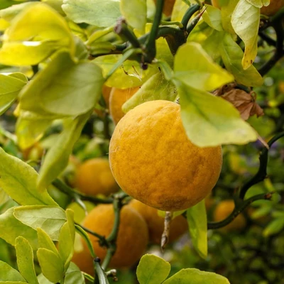 Poncirus trifoliata 'Flying Dragon' – Vadcitrom