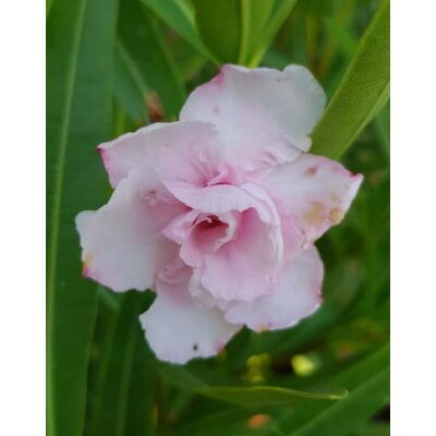 Nerium oleander 'Mrs. Burton' – Telt virágú leander