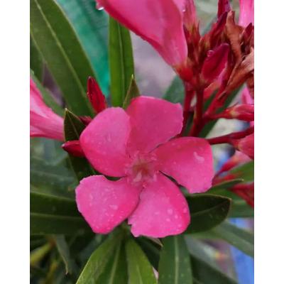 Nerium oleander 'Kis Királylány' – Leander