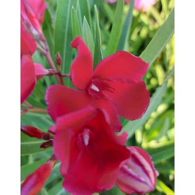 Nerium oleander 'John W. Harris' – Leander
