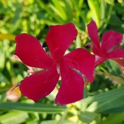 Nerium oleander 'Császár' – Szimpla virágú leander
