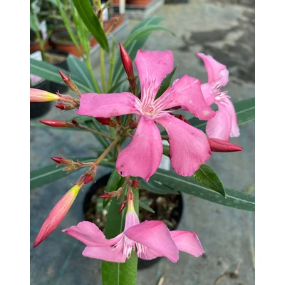 Nerium oleander 'Kewpie Másolat' – Szimpla virágú leander