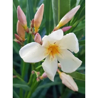 Nerium oleander 'Mézes-Krémes' (syn.: 'Honey Cream') – Leander (krémsárga-mézszínű, szimpla)
