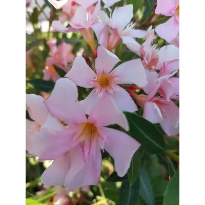 Nerium oleander 'Caro' – Leander (halvány rózsaszín, szimpla)