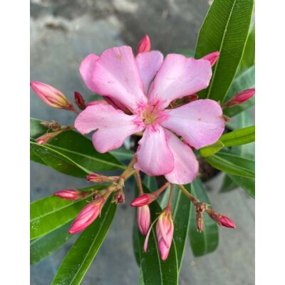 Nerium oleander 'Haydn' – Telt virágú leander