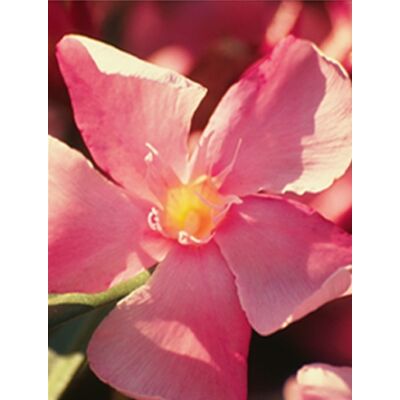 Nerium oleander - Lazacszínű, nagyvirágú leander