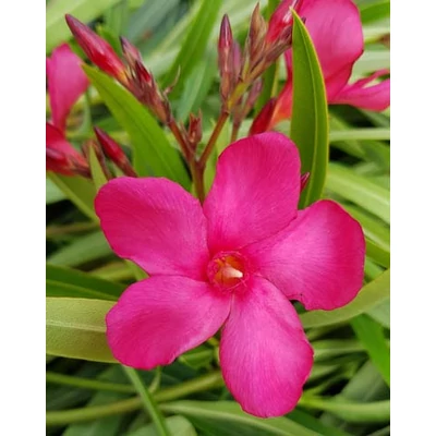 Nerium oleander - Szimpla, sárga közepű, ciklámen virágú leander