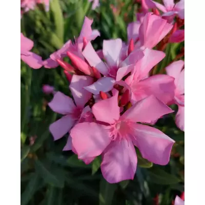 Nerium oleander 'Sára mosolya' – Szimpla virágú leander