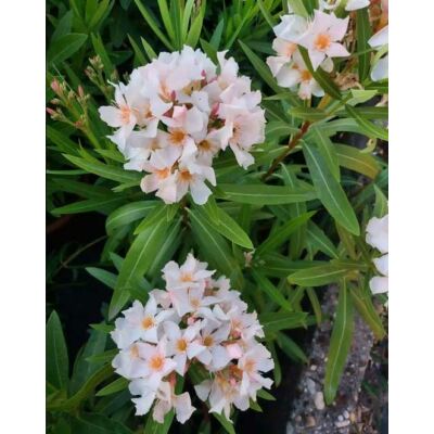 Nerium oleander 'T. Shoni' – Szimpla virágú leander
