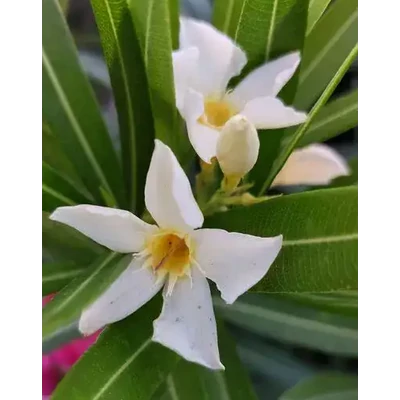 Nerium oleander 'Sárgagyöngy' – Szimpla virágú leander