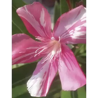 Nerium oleander 'Ébredés' – Szimpla virágú leander