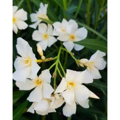 Nerium oleander 'Glória' – Szimpla virágú leander