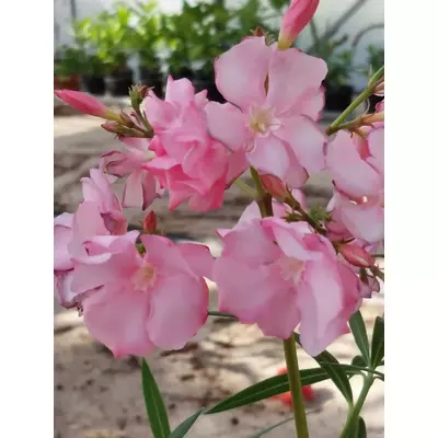 Nerium oleander 'Rose des Vents' – Teltvirágú leander