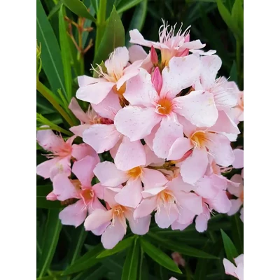 Nerium oleander 'Üstökös' – Szimpla virágú leander