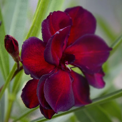 Nerium oleander 'Babi Gyémántja' – Teltvirágú leander