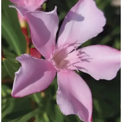 Nerium oleander 'Pink Marrakesh' – Szimpla virágú leander