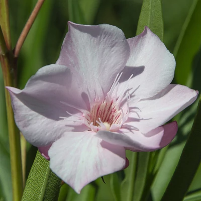 Nerium oleander 'Ametiszt' – Telt virágú leander